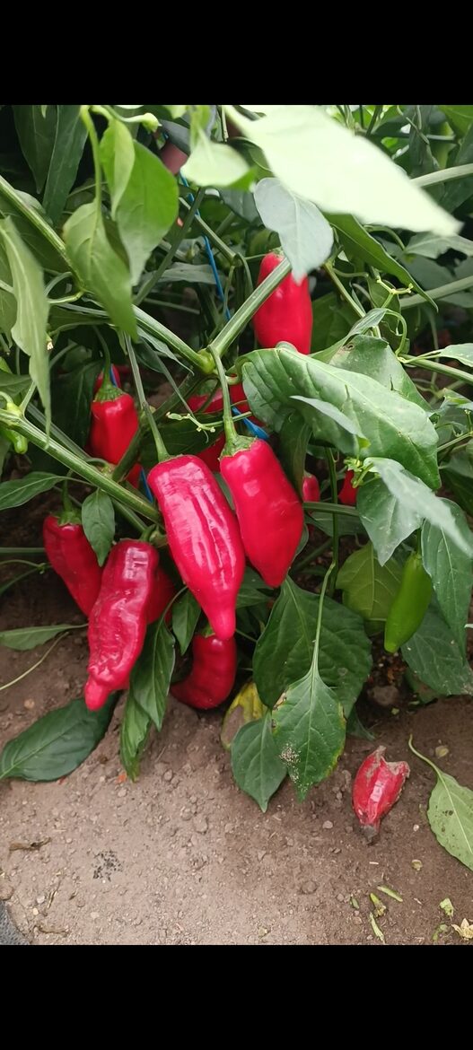 CAP 455 - pipars bez asuma! ( 10 sēklas, capsicum baccatum) 